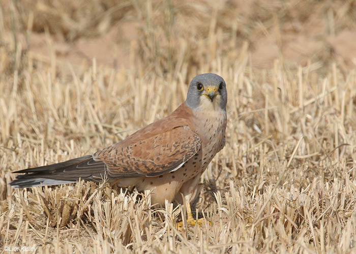 בז אדום  Lesser Kestrel Falco naumanni                               יוטבתה,הערבה,מאי 2009.צלם:ליאור כסלו
